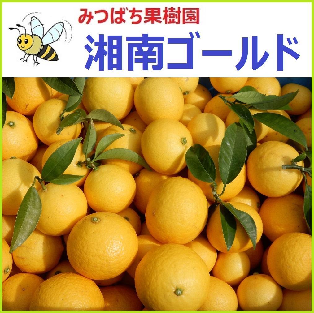 みつばち果樹園 湘南ゴールド 2kg サイズmix - メルカリ