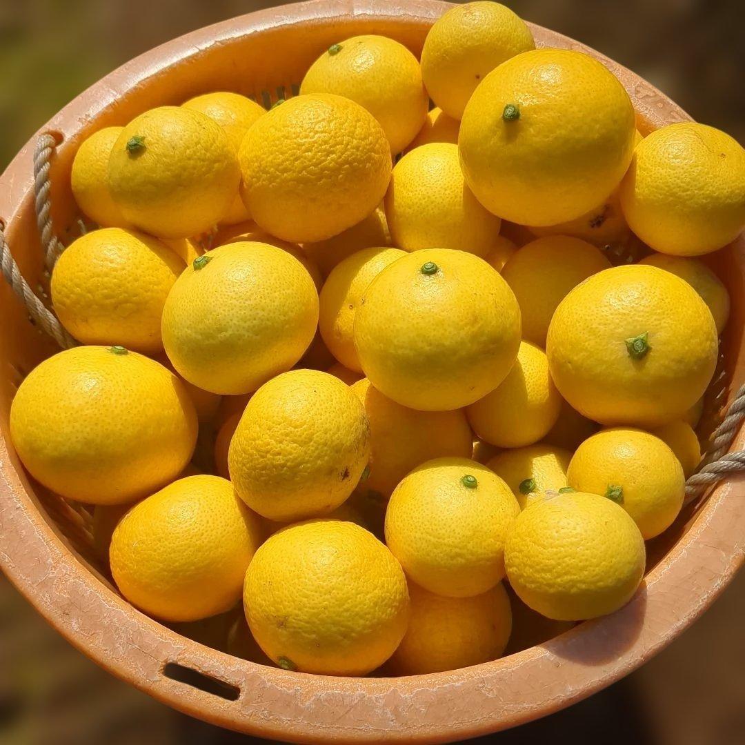 みつばち果樹園 湘南ゴールド 2kg サイズmix - メルカリ