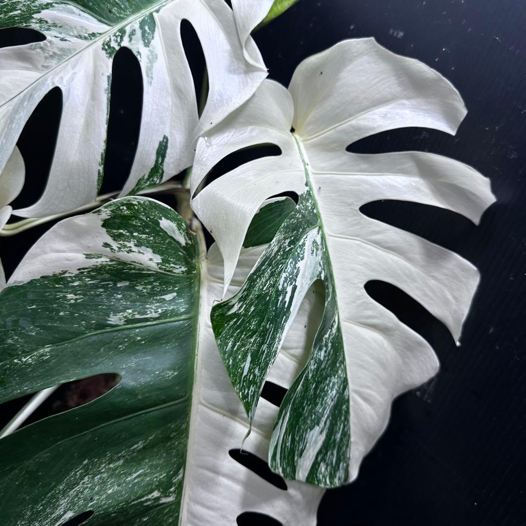 斑入りモンステラ ホワイトタイガー極美大株69cm白斑多 - メルカリ