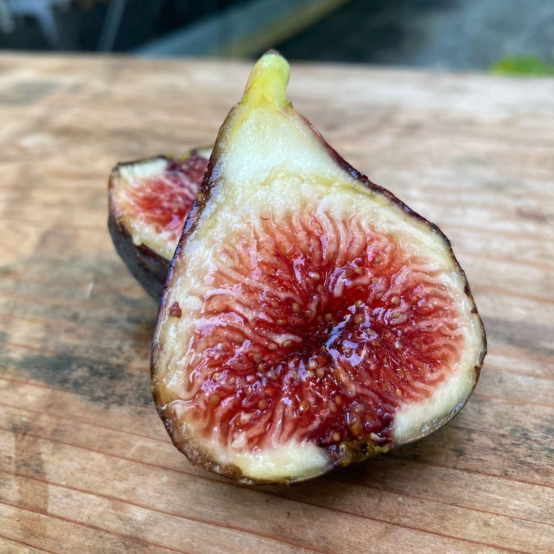 元祖ブラックマデイラ】Violeta 穂木 イチジク - メルカリ