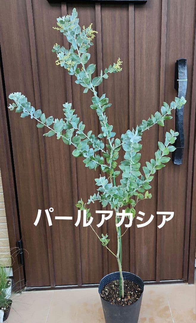 花芽付き パールアカシア 7寸ポット苗R ミモザ 苗木 庭木 - メルカリ