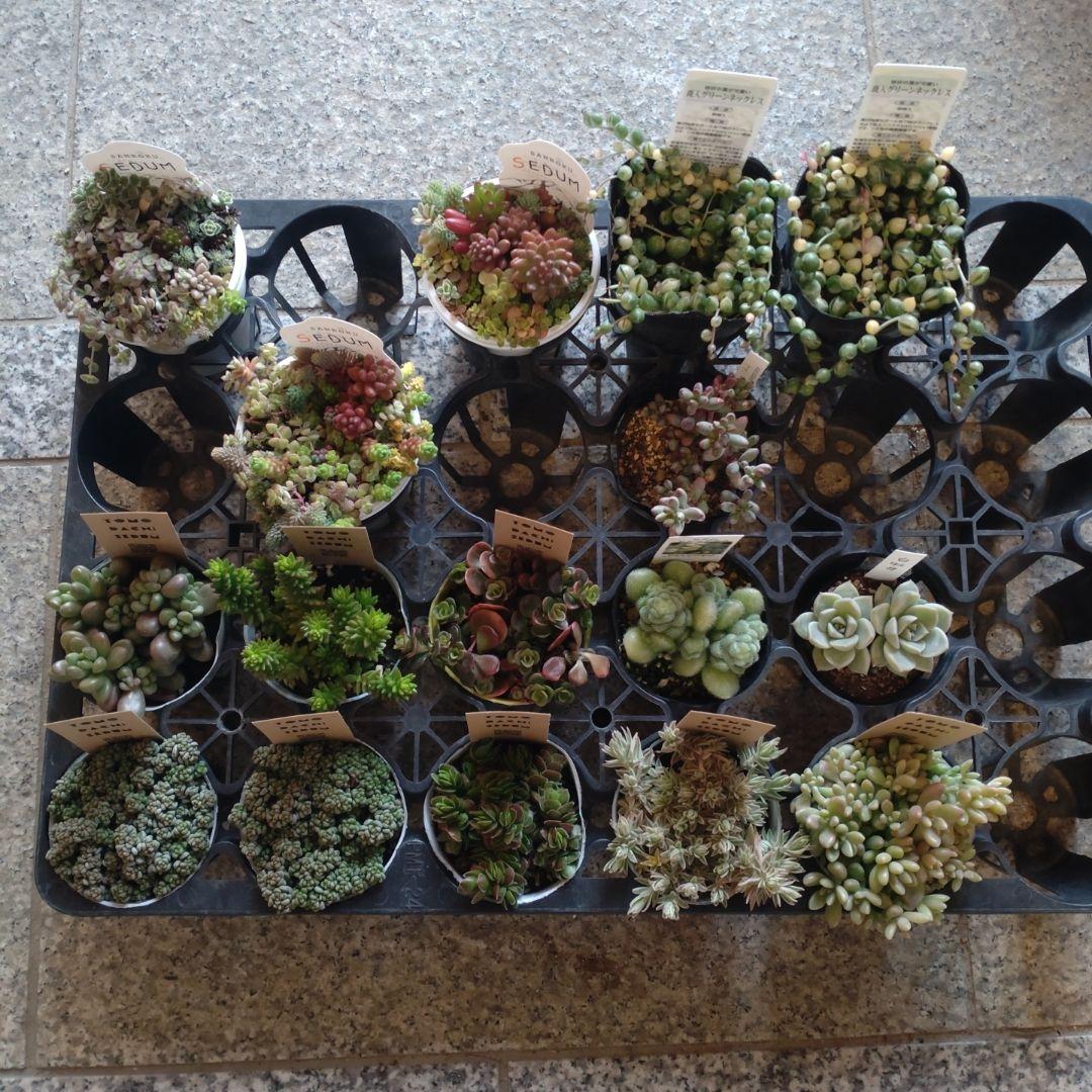 Beeさん専用 ミズノ直営限定】ウエーブインスパイア22(ランニング)|J1GD2644