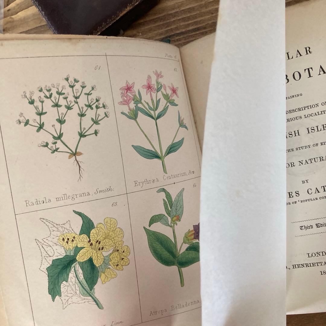 L833洋書古書 【1852年発行】大変希少なイギリスのアンティーク植物