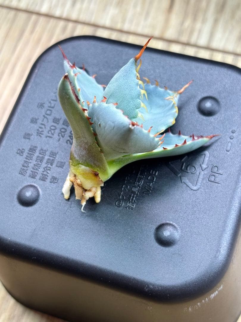 s*e様 アガベ 甲蟹屈原 子株 発根済 特白 青葉 陽炎 狂刺 連刺 ハイブリ