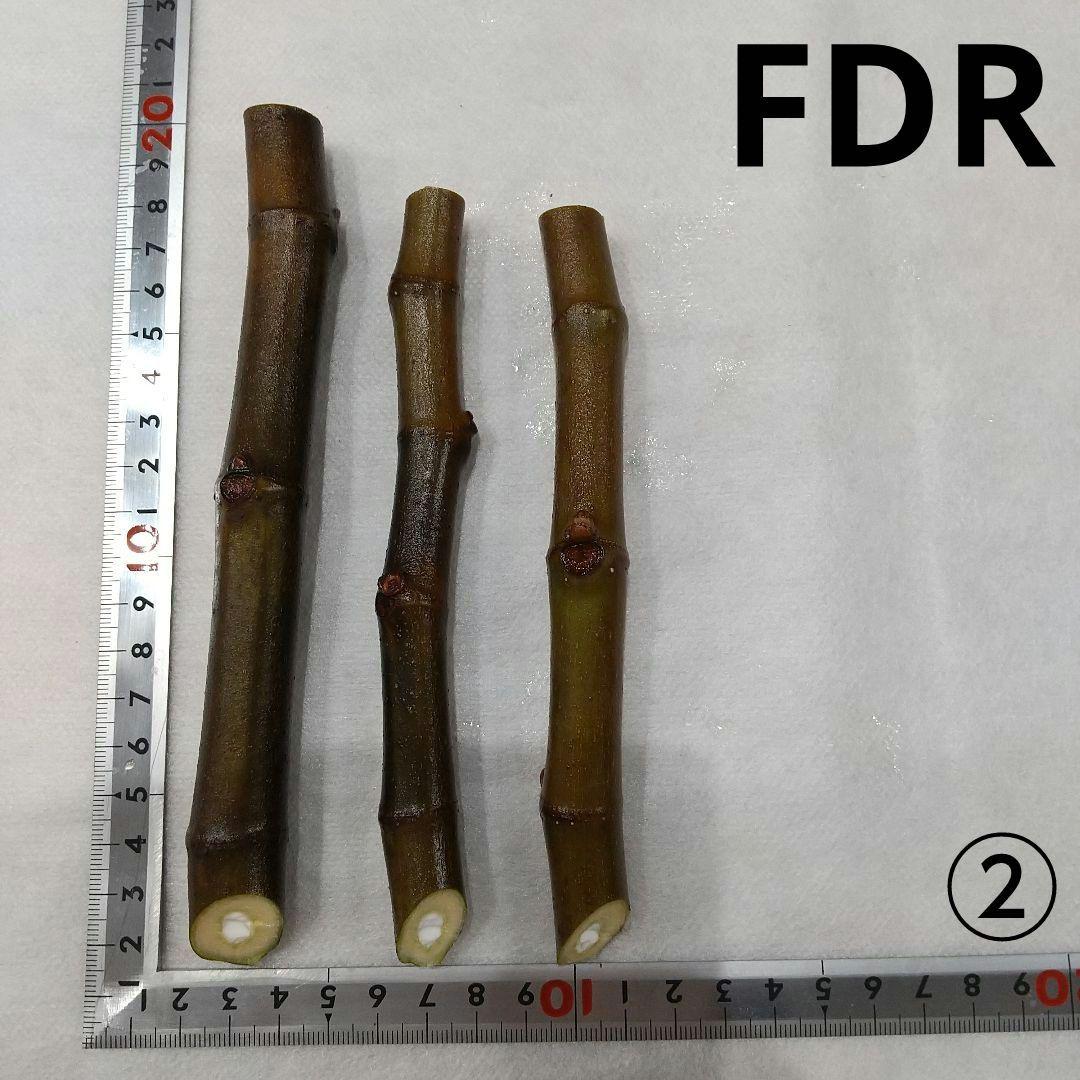 ②◇高級・希少イチジク穂木◇種類…FDR③【親木写真あり・結実実績あり