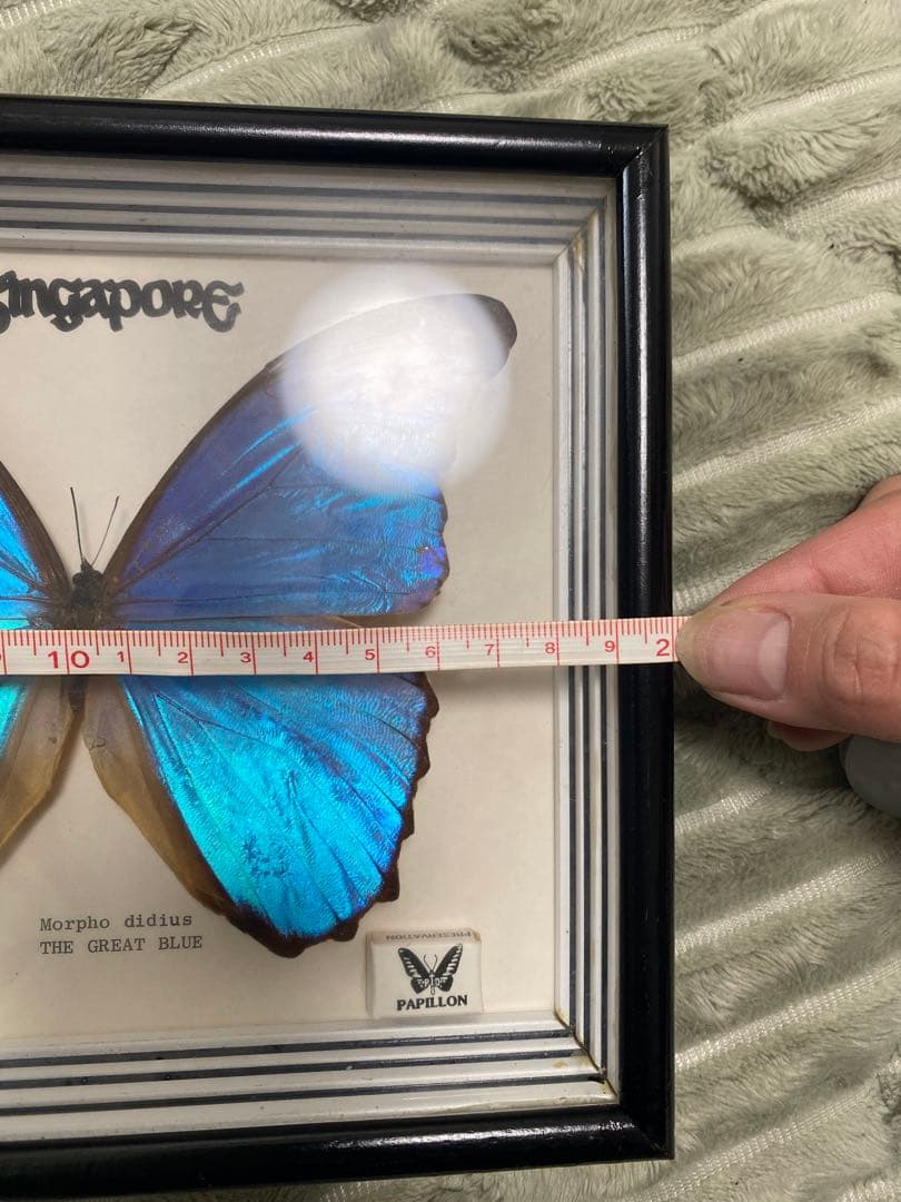 Morpho didius 蝶 標本 青色THE GREAT BLUE モルフォ - メルカリ