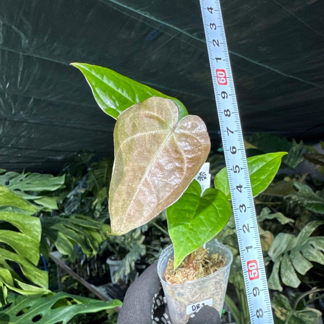 DR2アンスリウム ベッセアエ × デビリス×ドリームウィーバー