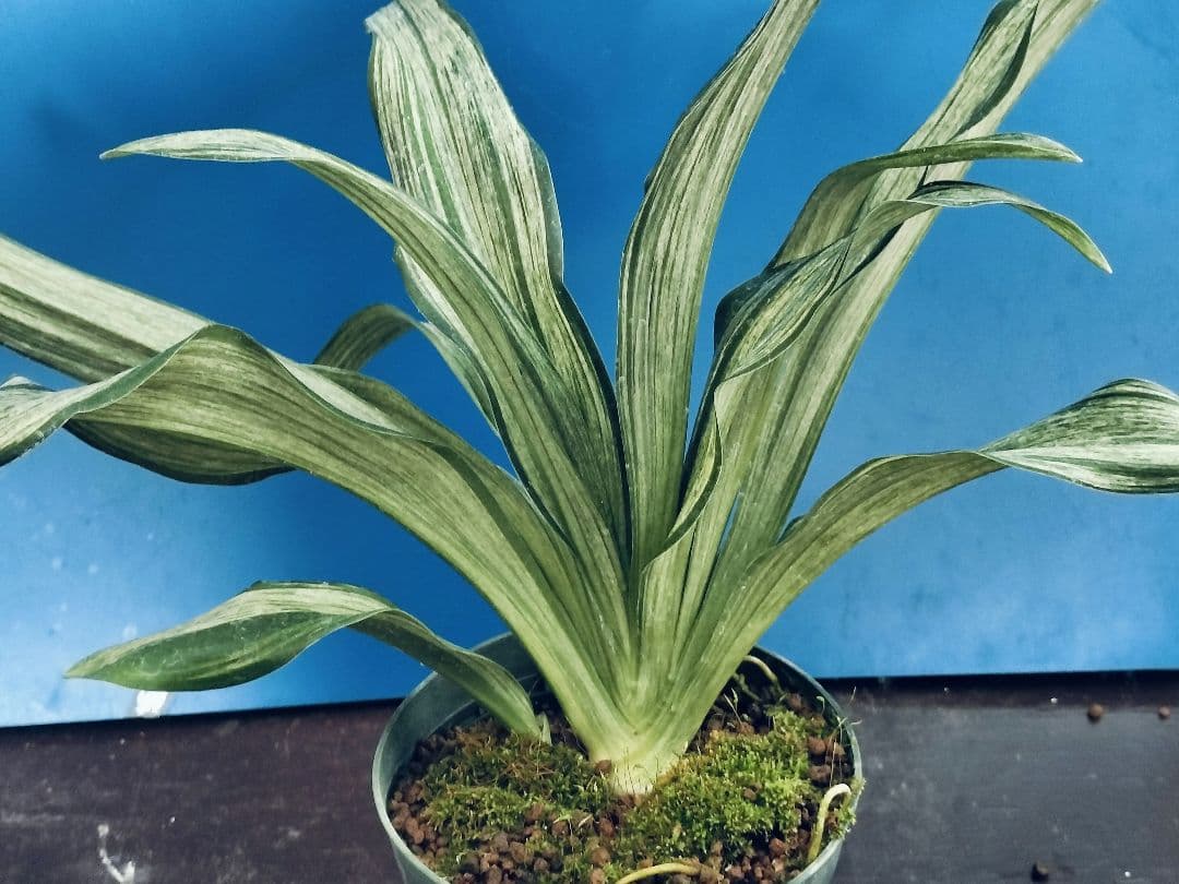 万年青 (根岸の松) おもと 実生 ㉗ - メルカリ