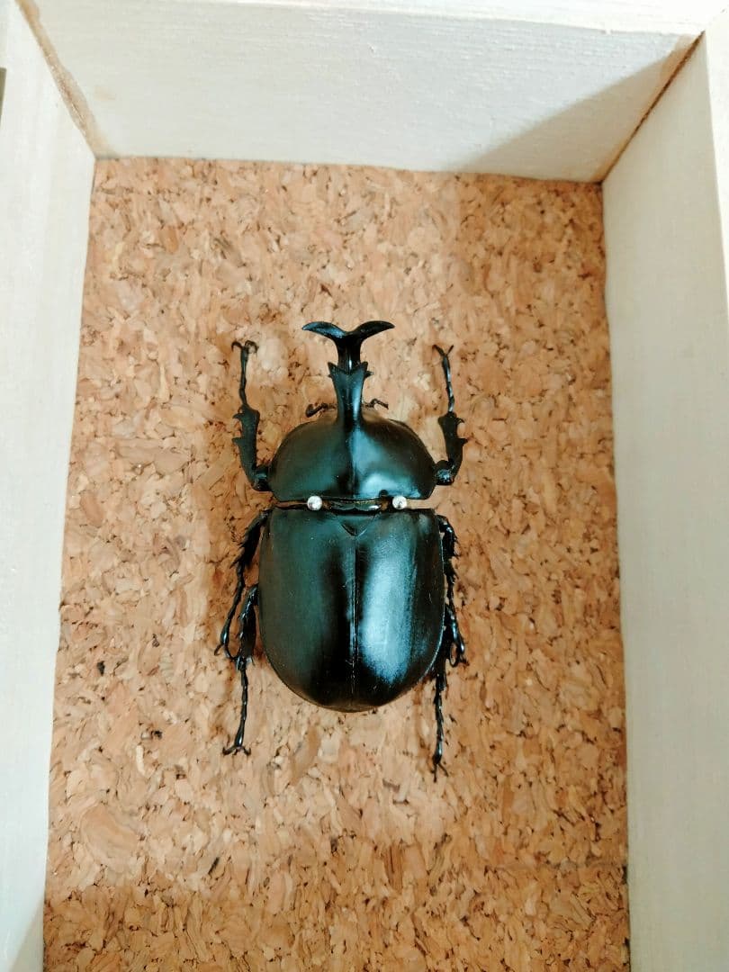 昆虫標本 特大インドアンタエウスオオクワ89mmの通販はau PAY