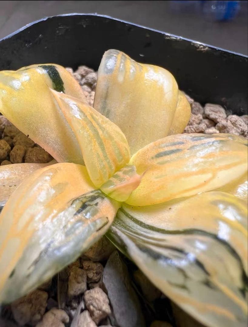 多肉植物 ハオルチア 雷影寿錦 コレクタ錦 鮮明錦 希少種 A37 多肉植物