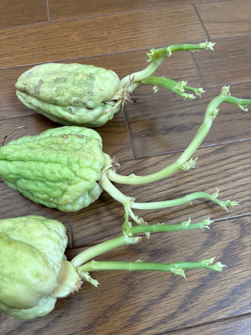 ハヤトウリ 種 苗 3個 富士山麓産 - メルカリ