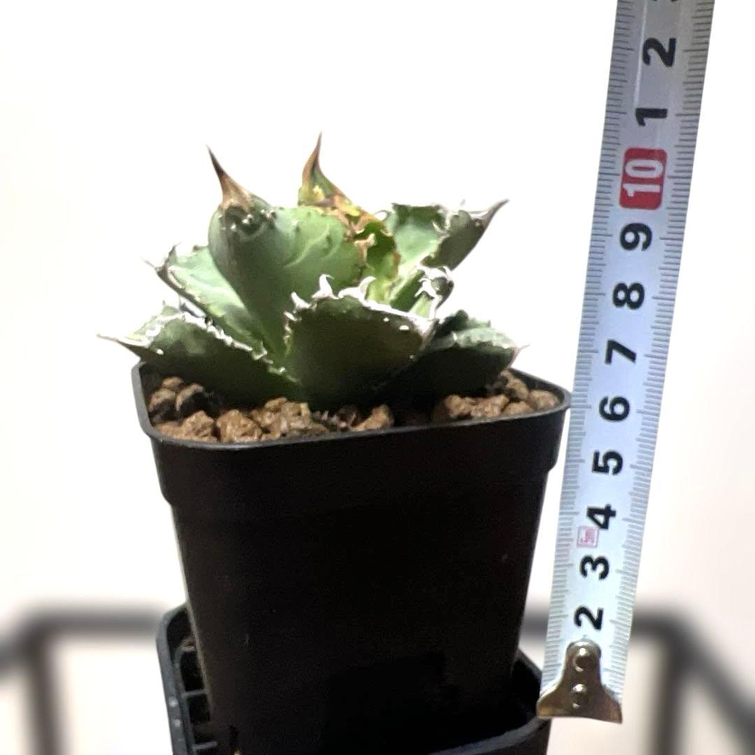 アガベ 鉢植発送 冰雹ブツブツ系 極上血統 超特選 スペシャル個体