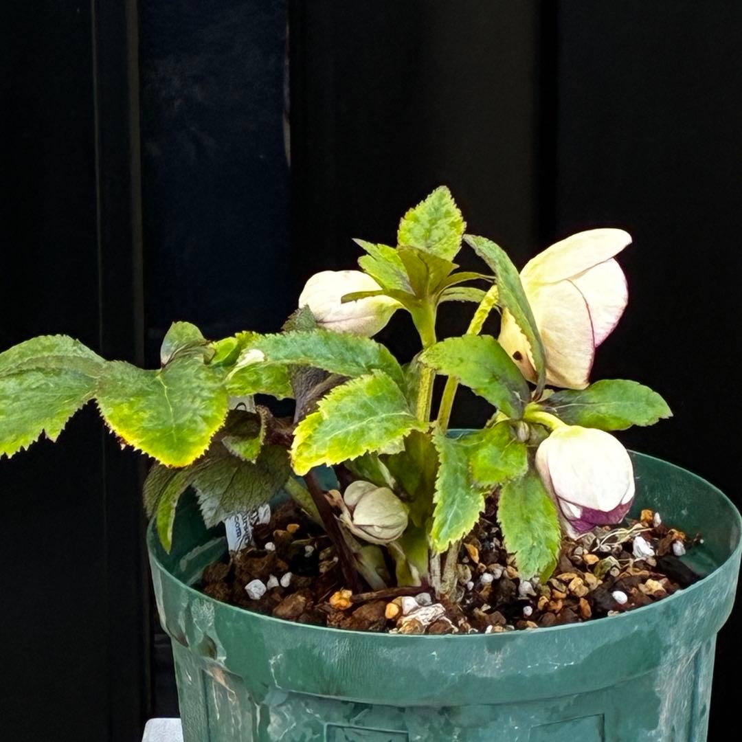 も*読様 530☘️ラスト2☘️蕾花タグ付☘️極上☘️特大SD⭐️蜃気楼⭐️コロ