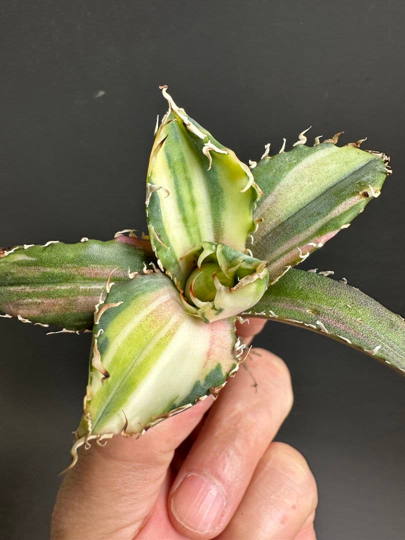 2148.SSS級 アガベ チタノタ 白鯨縞斑錦 永久斑 極上美株の通販はau