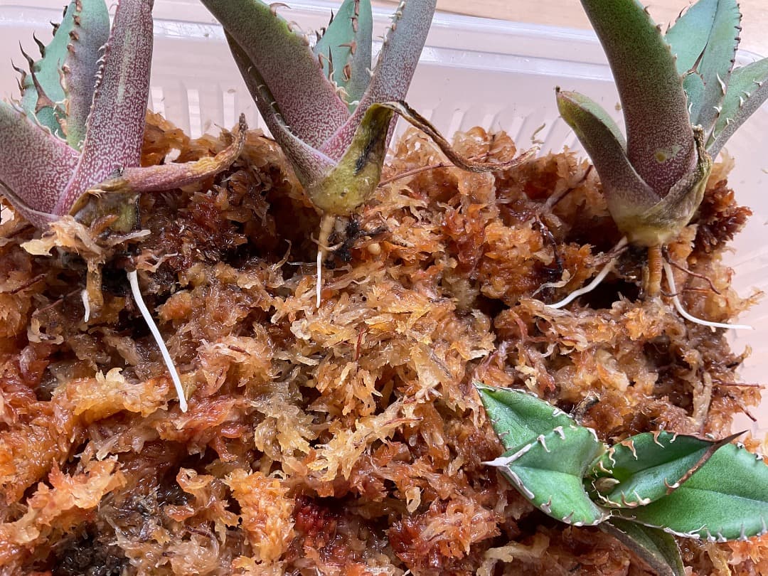 ひこきな　アガベ アガベ・ヴィクトリアエ・レジナエ cv ホワイトライノ | Botanical