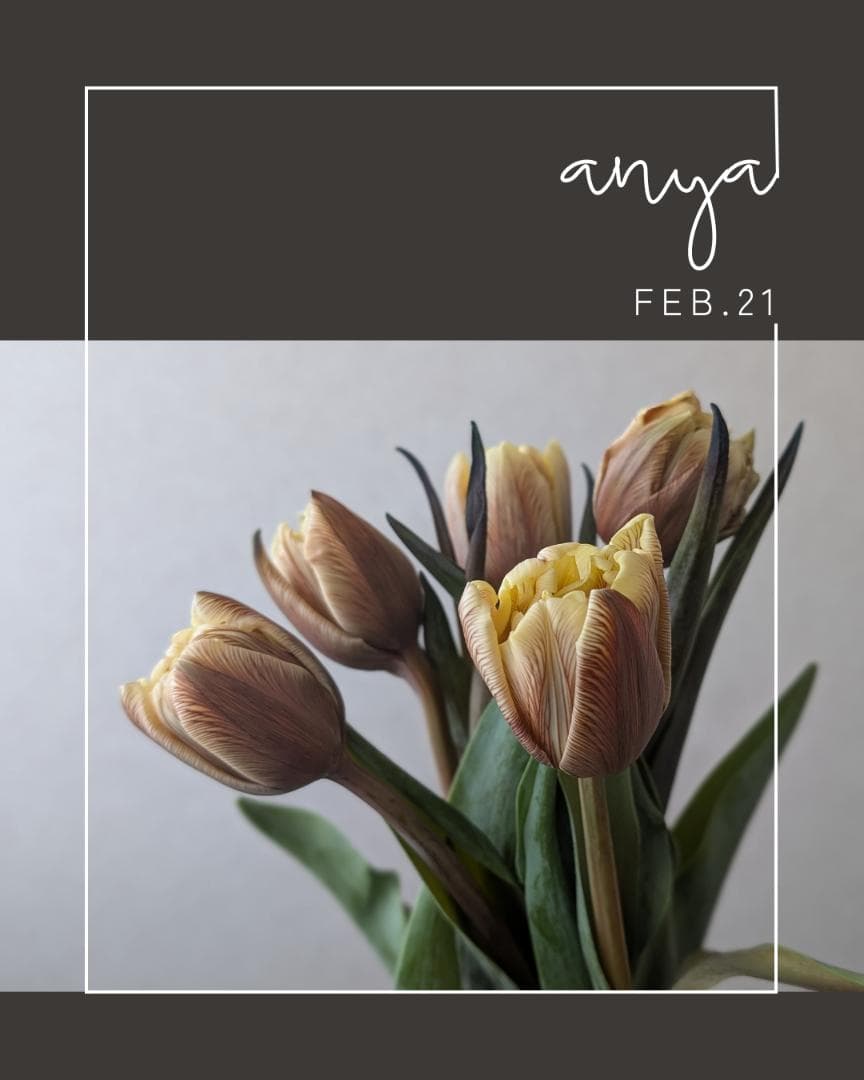 FEB.21 チューリップ☆切り花セット e1c2c644d493b0de8cf0b41ac6bb5a