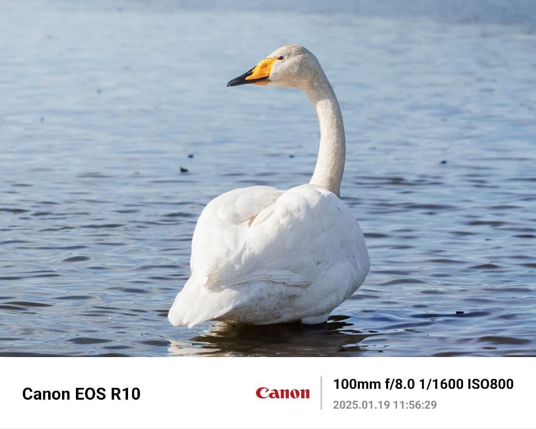 美品RF 100-400F5.6-8 IS USM+ F-Foto製三脚座リング