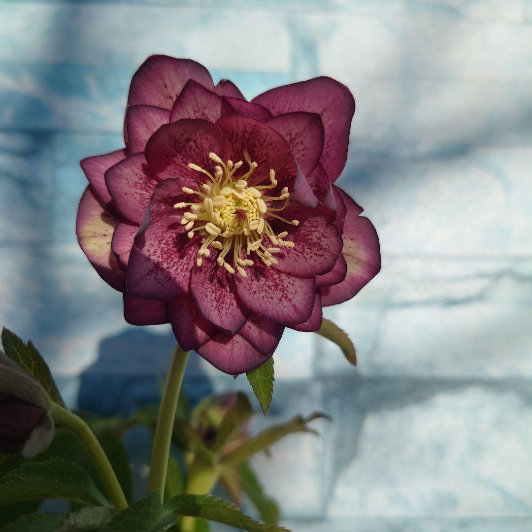 ☀️クリスマスローズ開花株❗☀️4号ロング鉢植え☀ - メルカリ