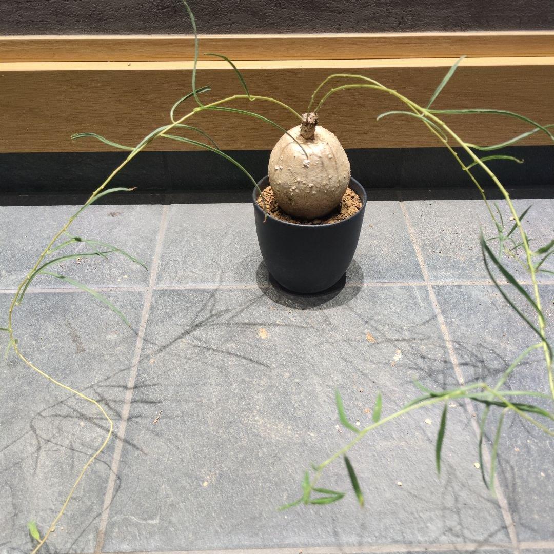 保*)様 イポメア ボルシアーナ 　​コーデックス 　塊根植物　珍奇植物　ビザー ボルシアーナ 輸入球 A3562☆イポメア 塊根植物 多肉植物☆「送料無料