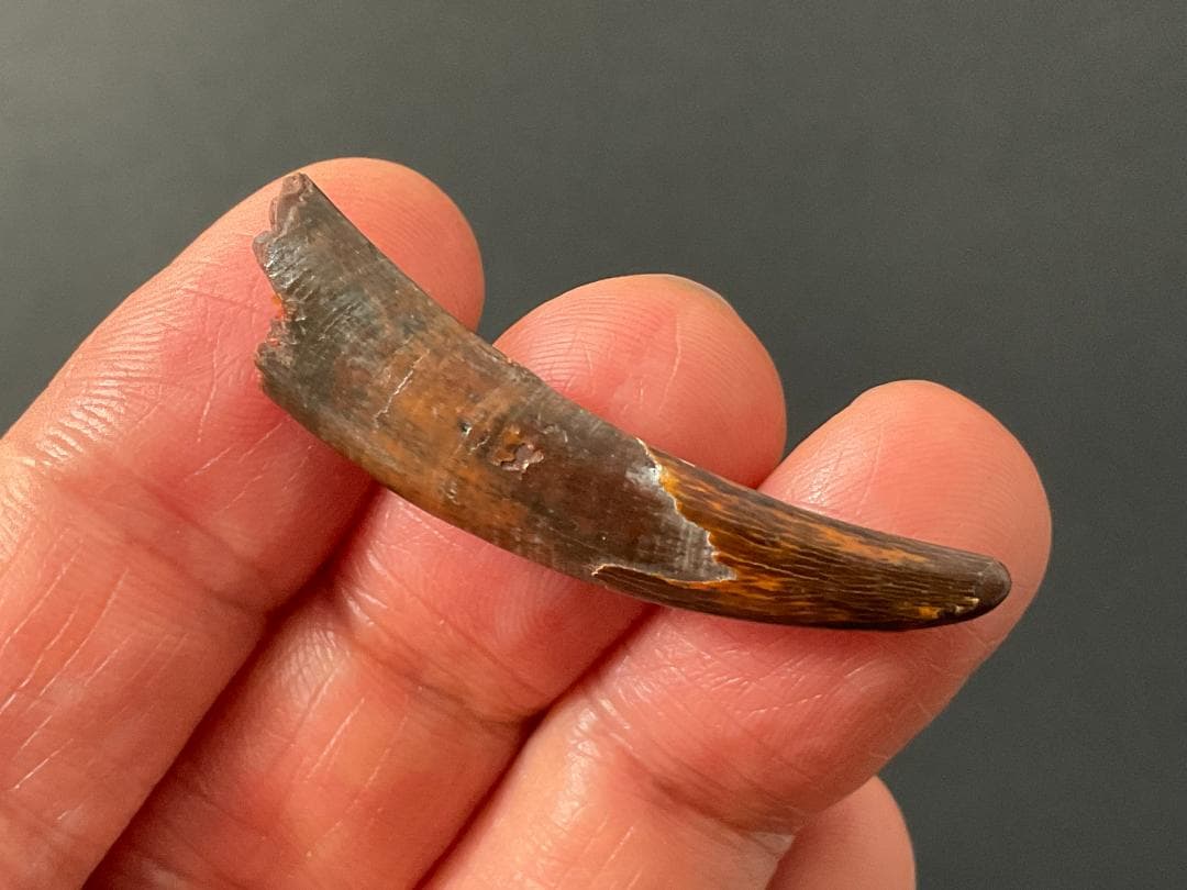 翼竜 コロボリンクスの歯 [PT19] 化石 - メルカリ