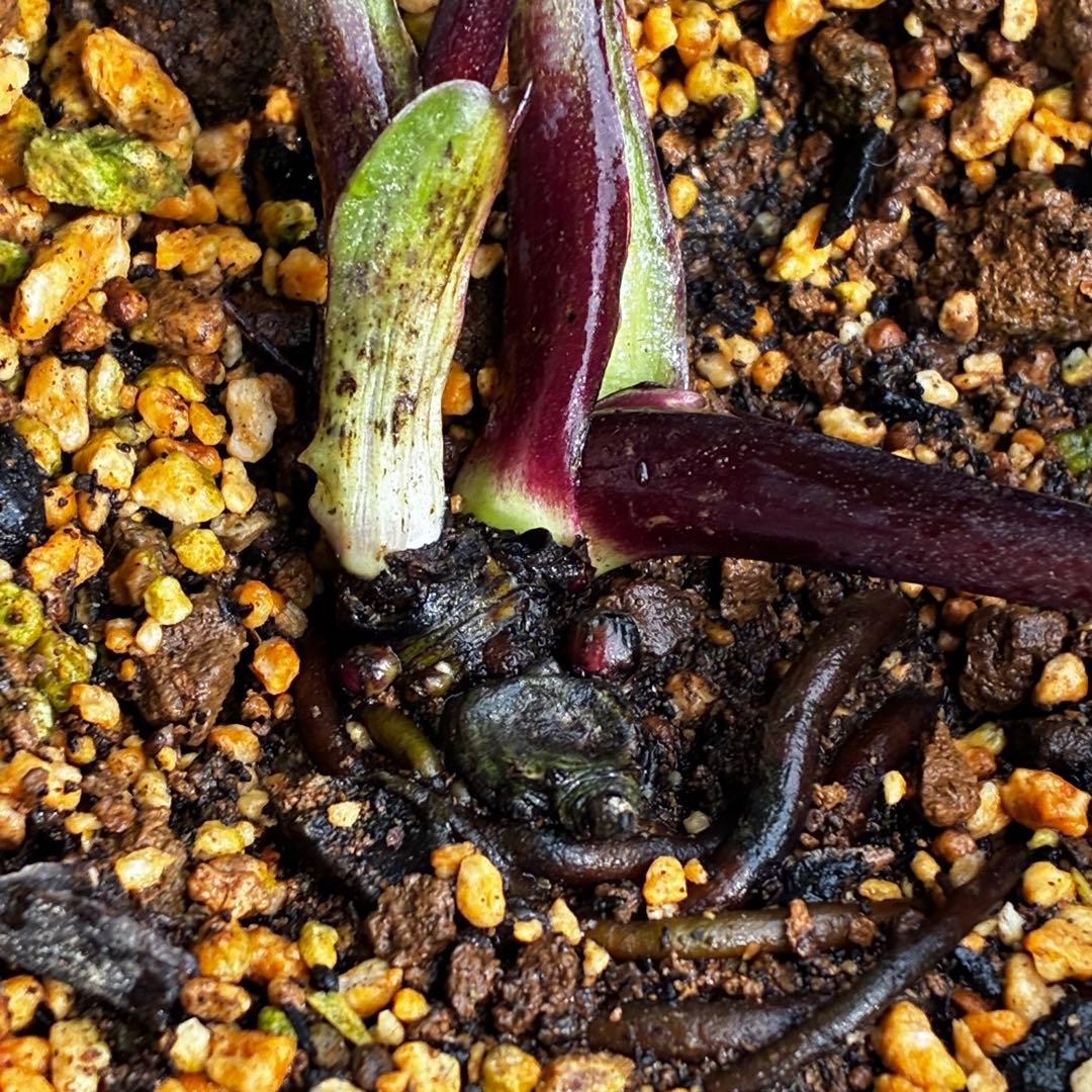 t*k様 3578☘️蕾花タグ付き☘️6号ロング☘️2年間管理☘️Ashwood