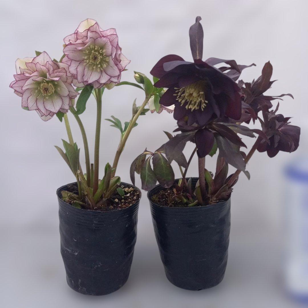 お買い得♪クリスマスローズ2個セット、苗、開花株 - メルカリ