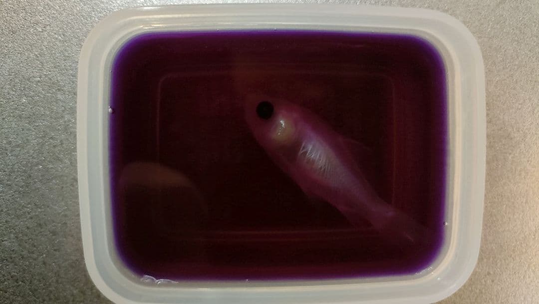 限定販売☆オリジナル商品【透明標本作製キット】全17点 - メルカリ