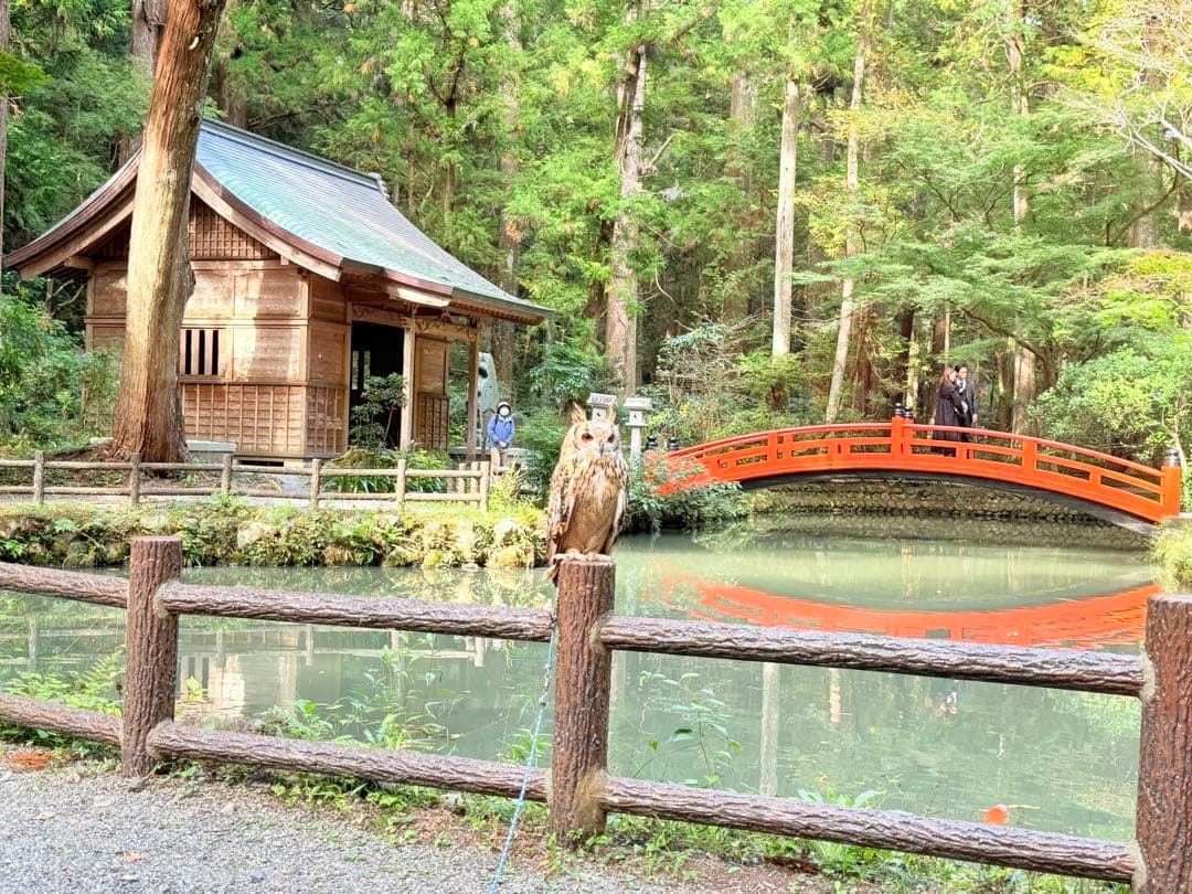 SPALDING バスケットゴール ガラスバックボード SPALDING（スポルディング） バスケットゴール 簡単30分組立 54インチ