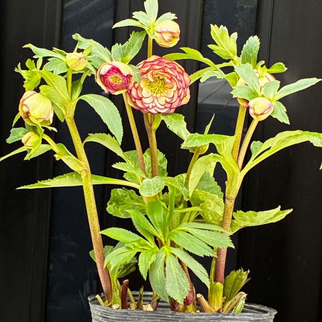 a*a様 3545☘️蕾花タグ付☘️超特殊☘️唯一無二☘️芳香⭐️小輪⭐️超キレ