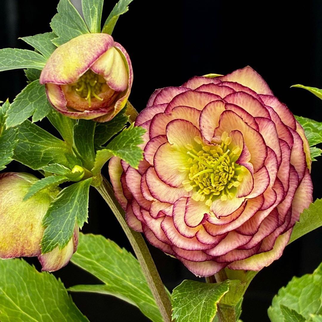 a*a様 3545☘️蕾花タグ付☘️超特殊☘️唯一無二☘️芳香⭐️小輪⭐️超キレ