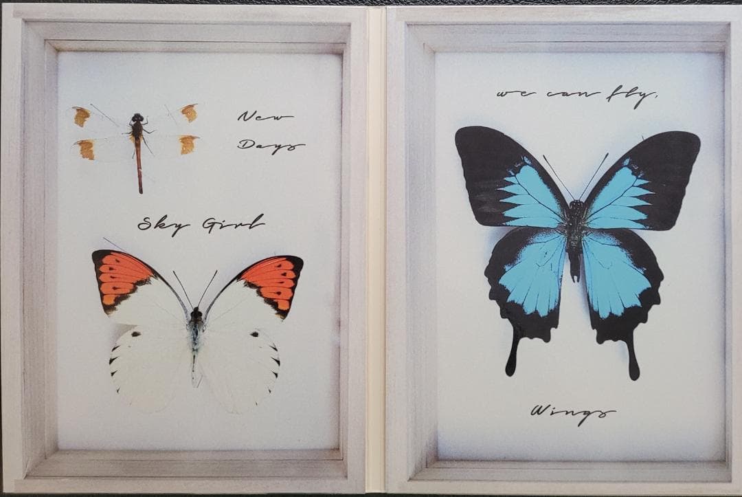 【値引中】Rei『FLY』CD＋DVD＋未開封カセット サイン入り完全予約生産盤