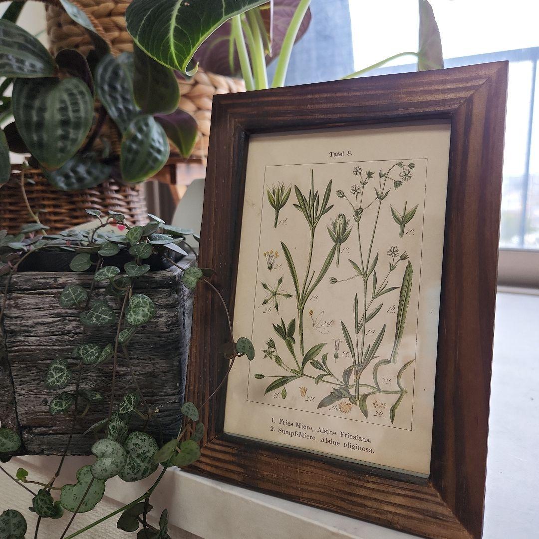 ボタニカルアート 植物図鑑 リトグラフ アンティーク 原画 絵画 アート