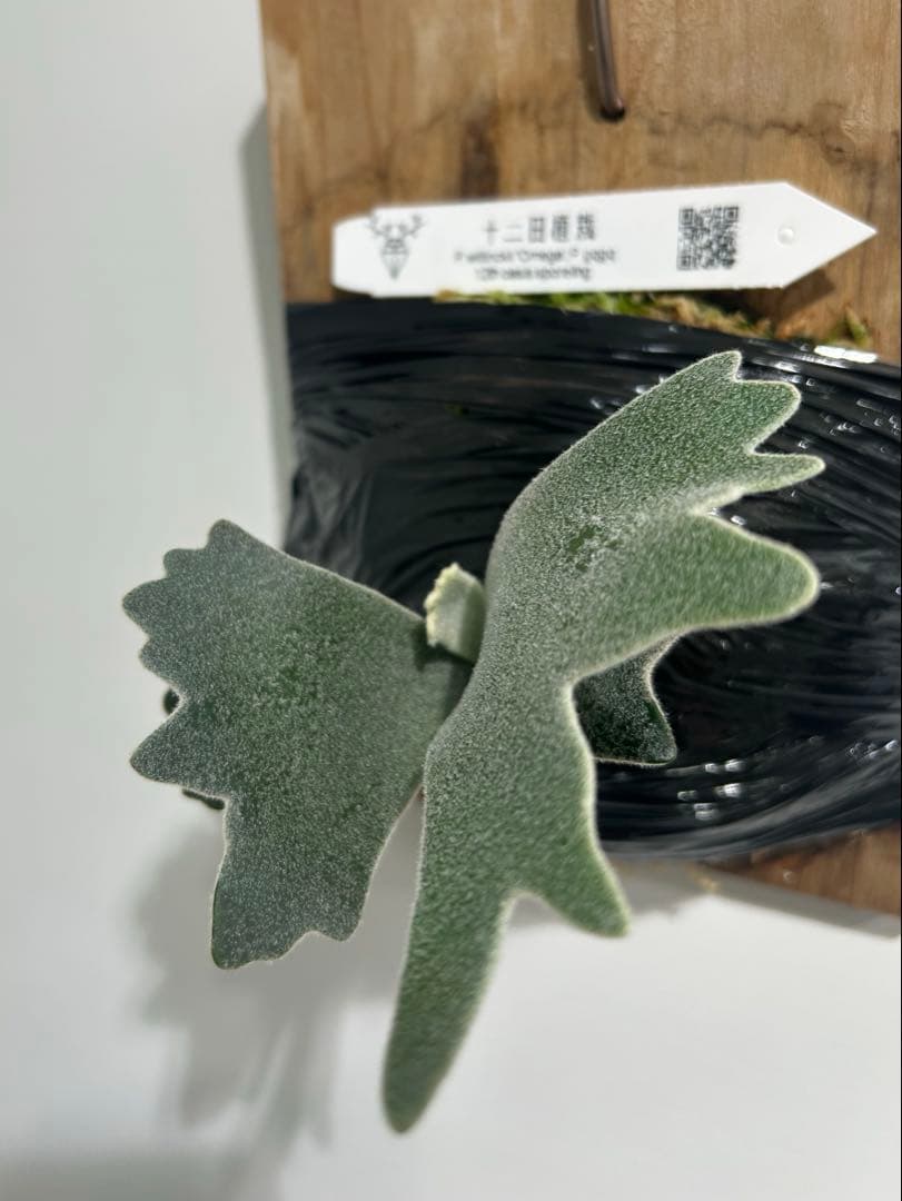 P. willinckil'Omega P. gqgq - メルカリ