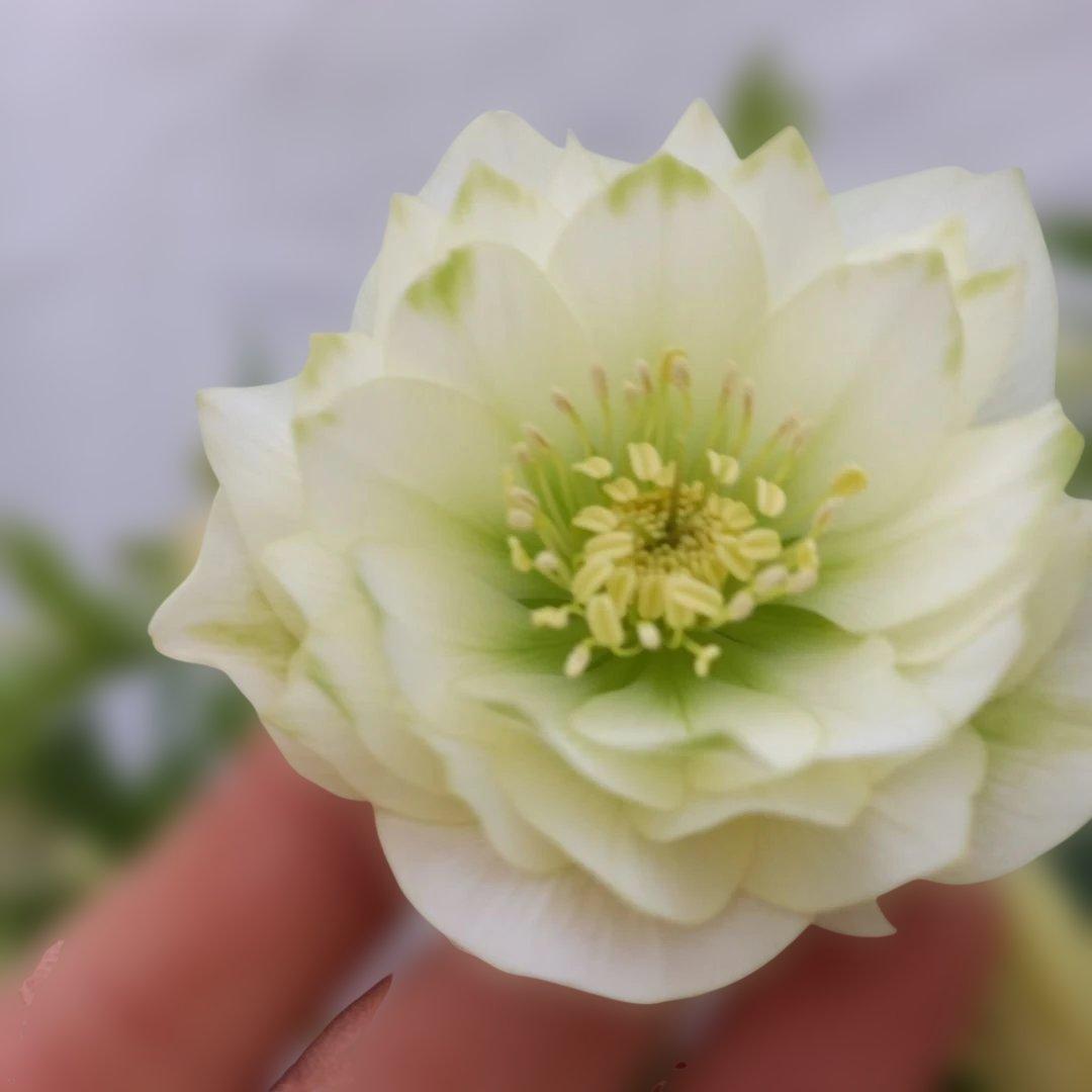 つぼみゴロゴロ♪清楚クリスマスローズ、大苗開花株 - メルカリ