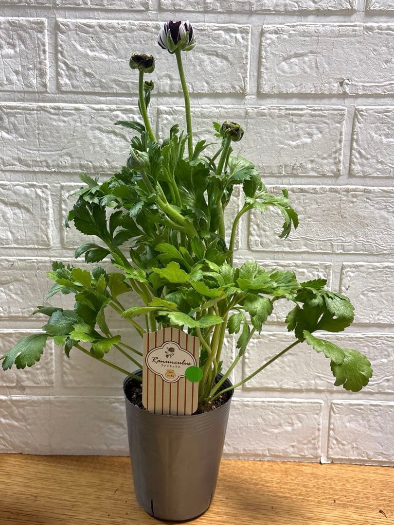 ジャイ様同梱用ラナンキュラスラックス♡イカロス♡3.5号ロング - メルカリ