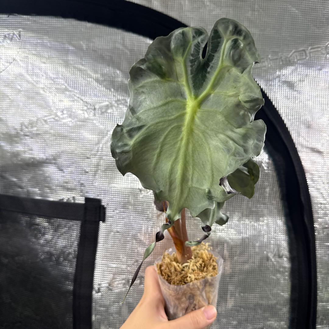 アロカシア ヴェノム Alocasia 'Venom' 管理番号13