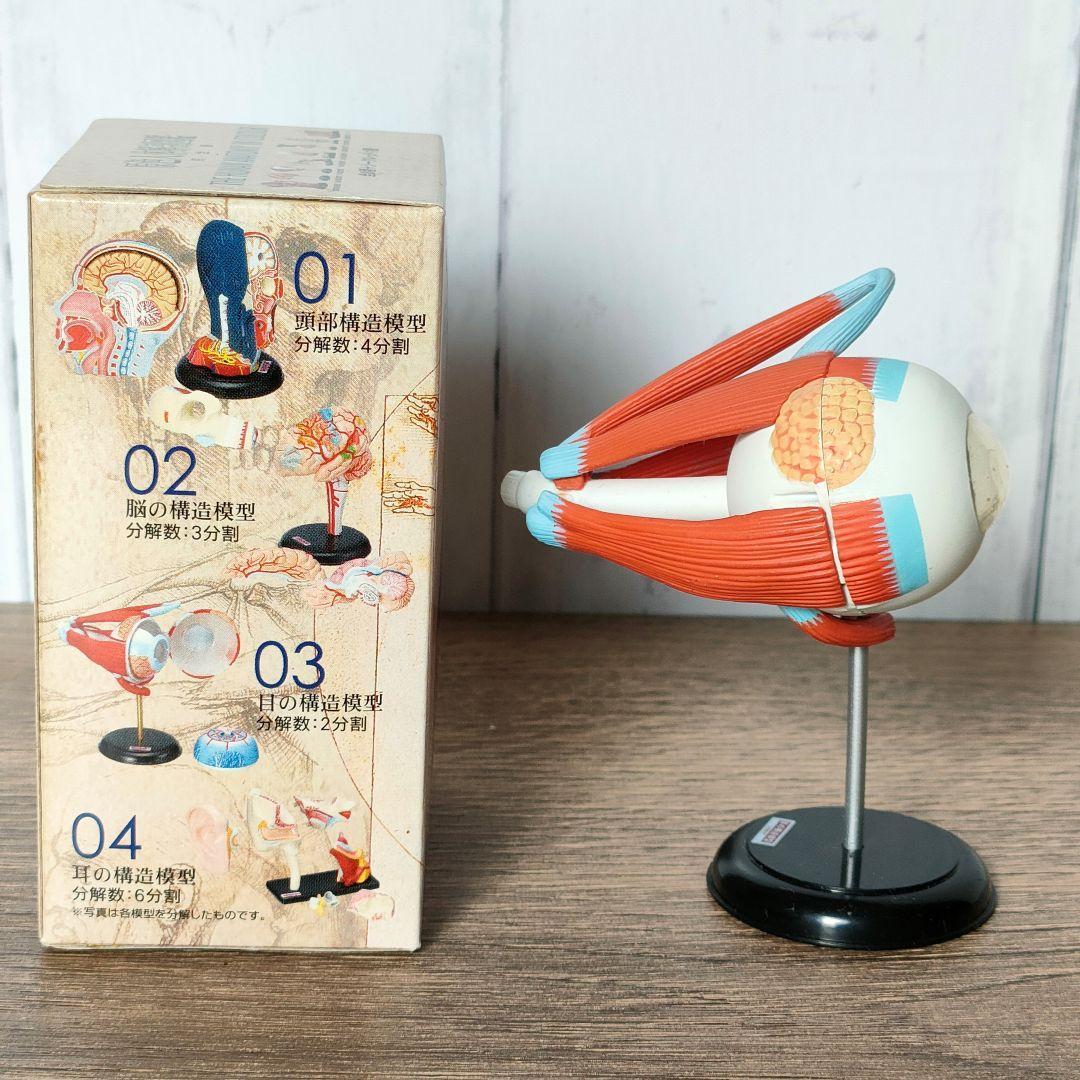 YUJIN 原色人体解剖図鑑 07 目の模型 - メルカリ