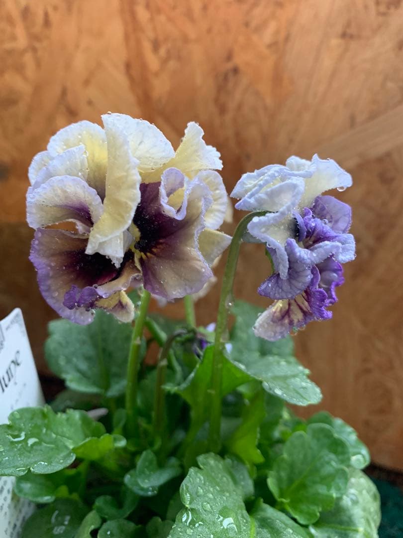 M*I様 すみれ図鑑 1苗 クレールドゥリュンヌ1苗no3 - メルカリ