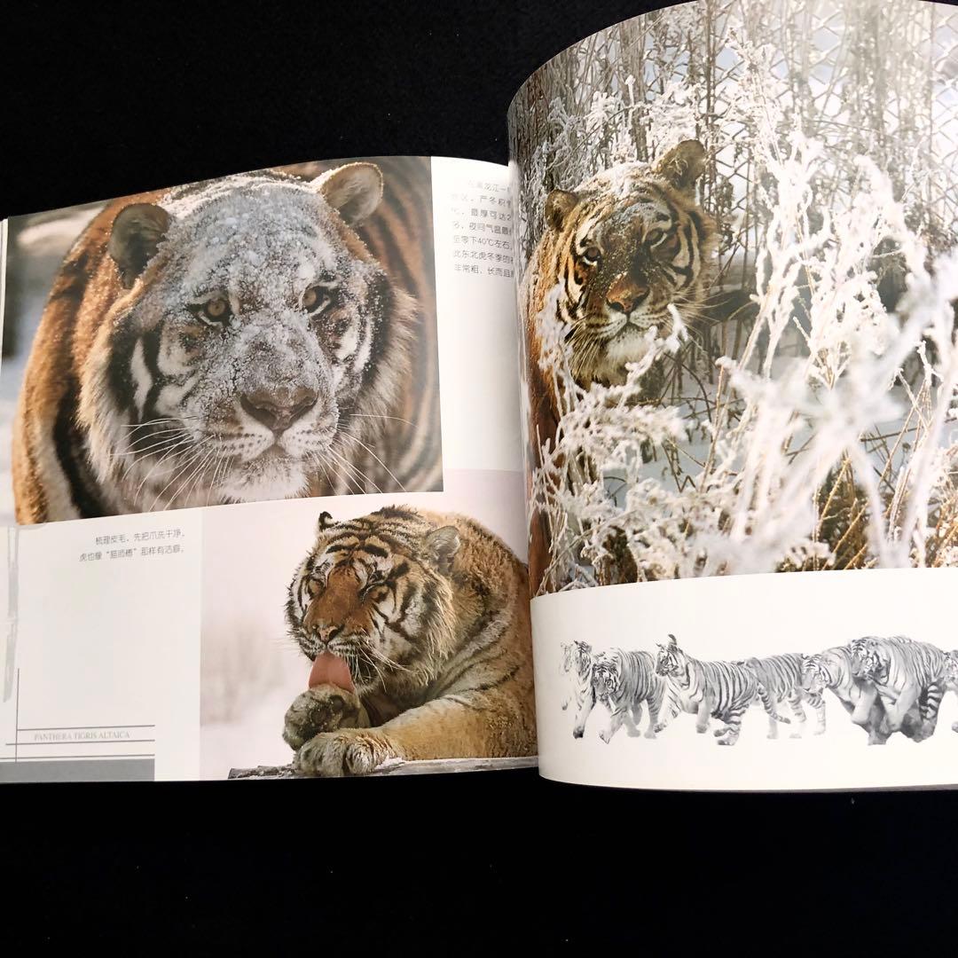 アムールトラ（シベリアトラ）写真集「東北虎 上・下巻」2冊セット 刘丹 撮影