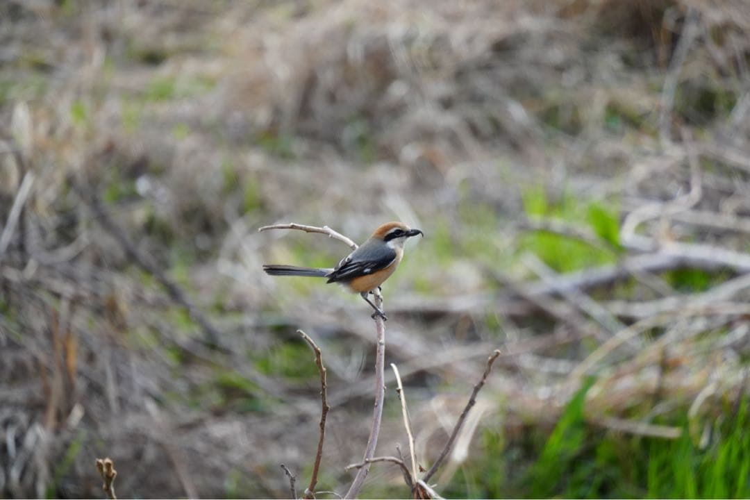 TAMRON 18-300mm F3.5-6.3 Sony α Eマウント