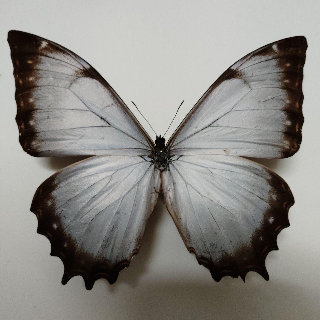 リクエスト品　専用　白色のテセウスモルフォ リクエスト品 専用 白色のテセウスモルフォ リクエスト品 専用 白色の