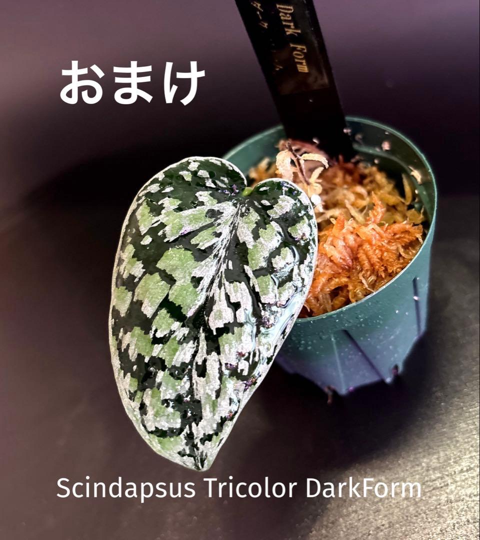 スキンダプサス ホワイトクリスタル A1 - メルカリ