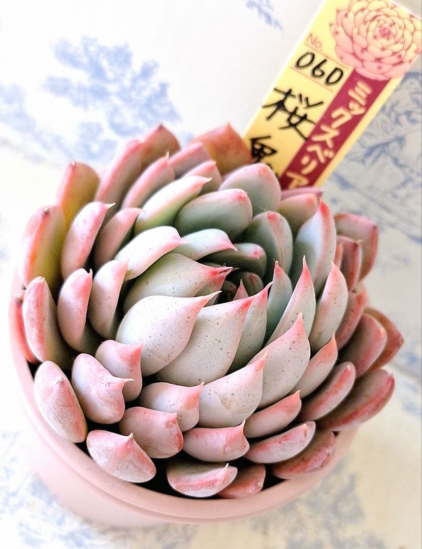 桜鬼 札付きポットごとメルカリ便おらいさん苗ミックスベリア - メルカリ