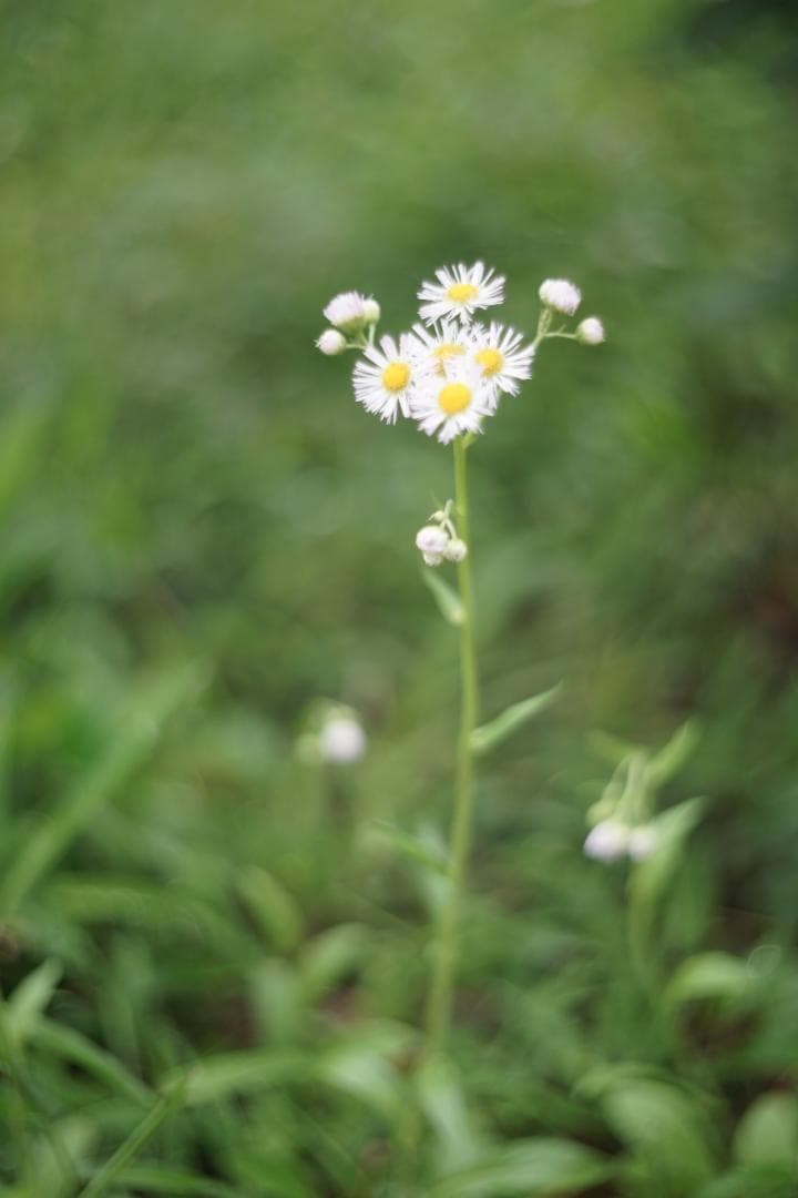 Summitar 50mm f2 戦前最初期コーティングあり 山崎磨き？軍事用