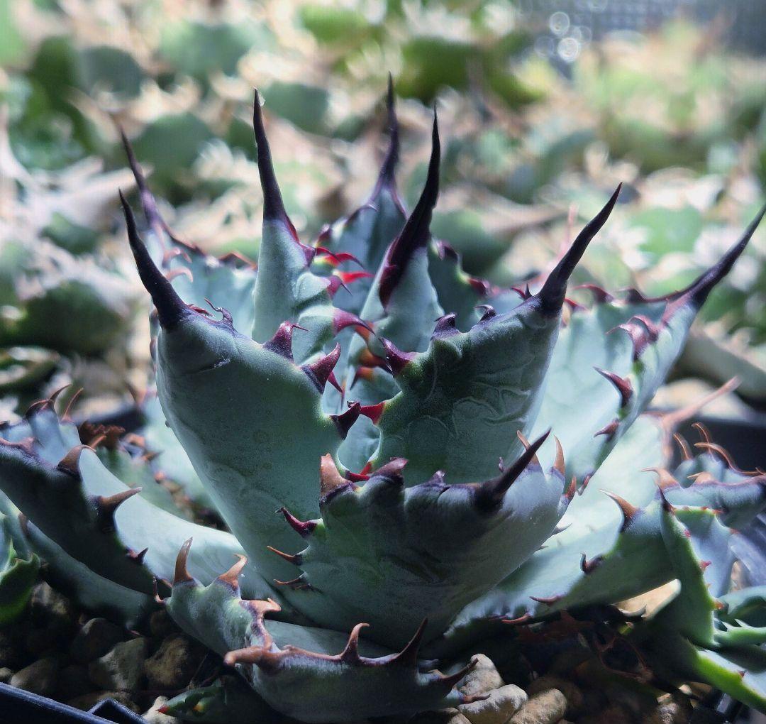 アガベ Lize株 ハイブリッド 激怒之舞 激怒甲蟹×屈原の舞扇 子株