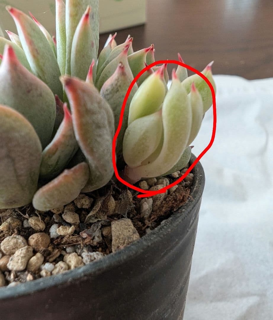 ザラゴーサSPノバ カット苗 札なし - メルカリ