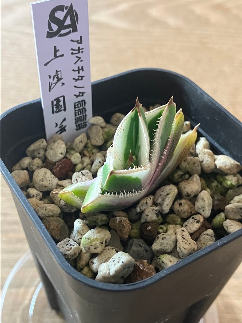 速達【鉢ごと発送】希少 選抜 活着済み アガベ チタノタ 豆豆龍錦 白覆輪