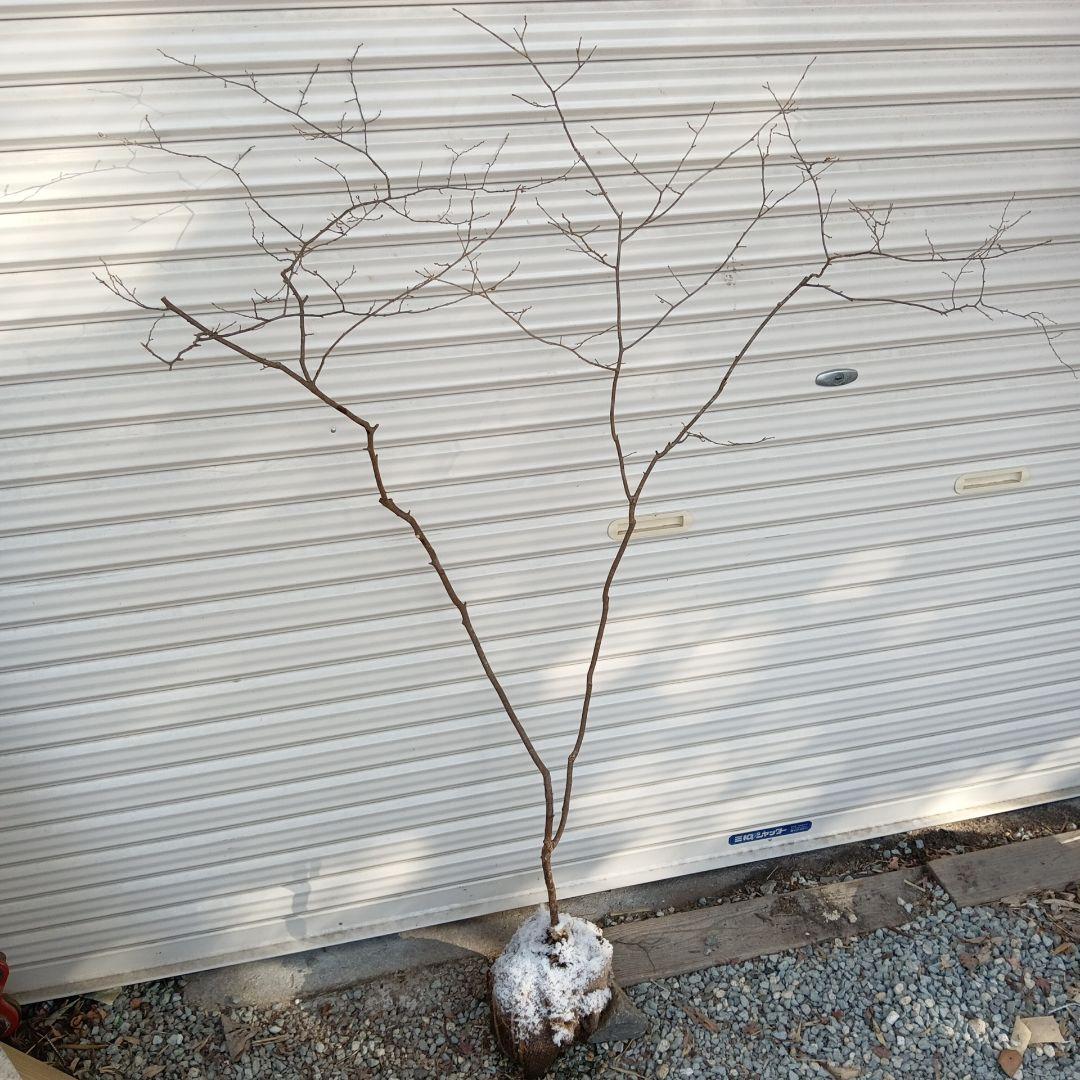 ナツハゼ 山採り - メルカリ