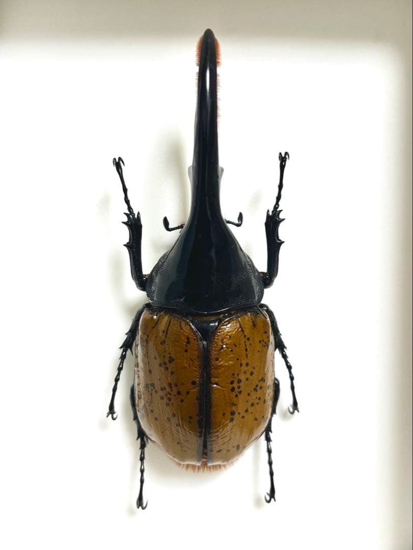 ヘラクレス・リッキー 標本 135mm - メルカリ