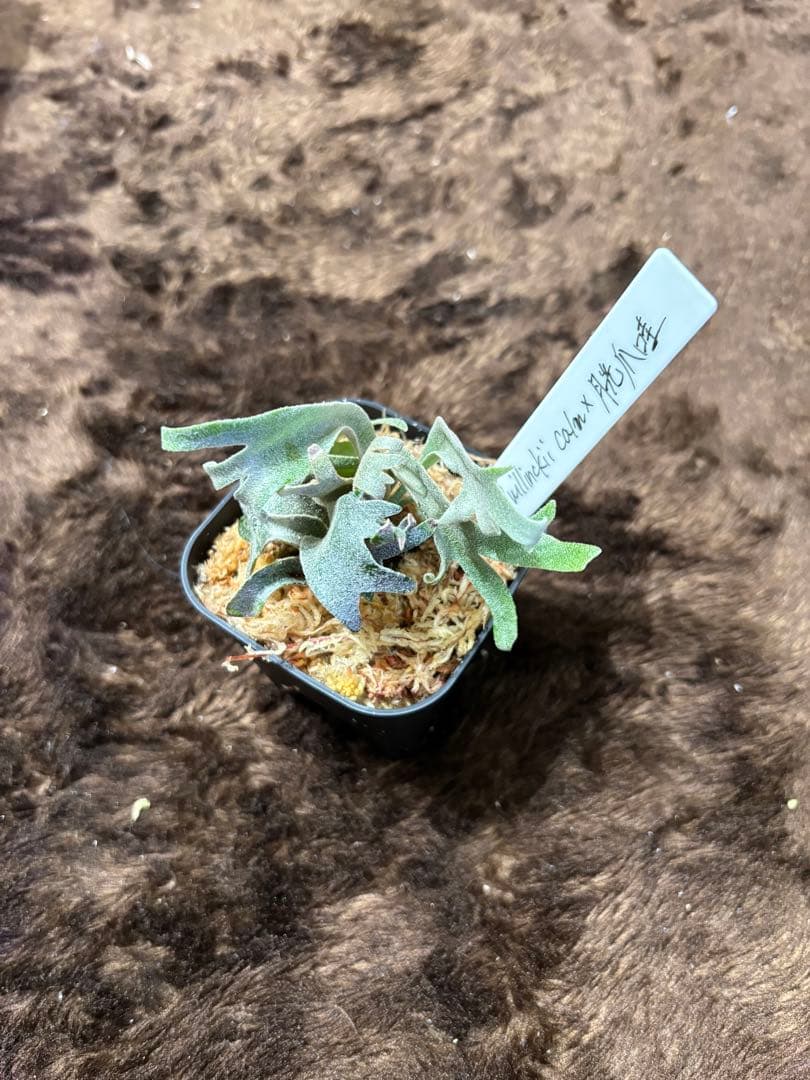 洋*草様 P.willinckii calm×月光爪哇 sporeling P.willinckii 月光爪哇 from @comolebi_plants 1枚目2023.4.2 2枚目